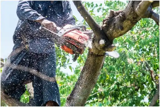 tree services Glen Dale